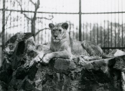 1923年にロンドン動物園で彼女の囲いの壁に横たわっている雌ライオン（bw写真） 作： Frederick William Bond